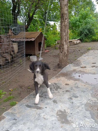 Щенок в добрые руки