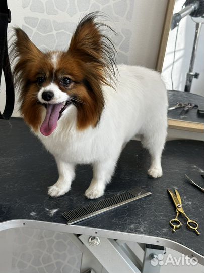 Стрижка и уход за животными