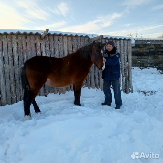 Продам жеребца