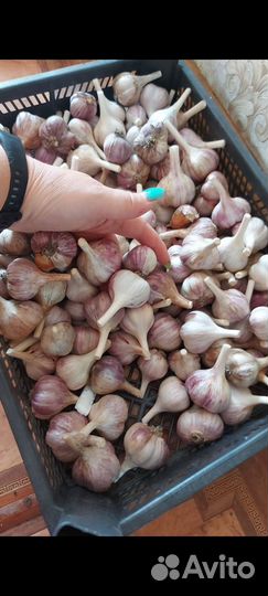 Чеснок