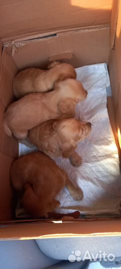 Спаниель щенки мальчики и девочки