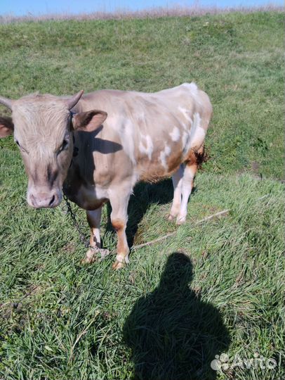 Лошадь Бык бычок телка