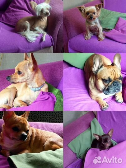 Передержка собачек мелких средних пород