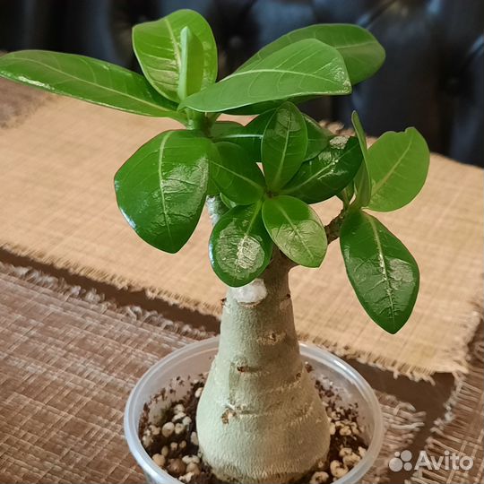 Адениум арабикум