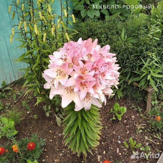 Лилии в форме букета цветов