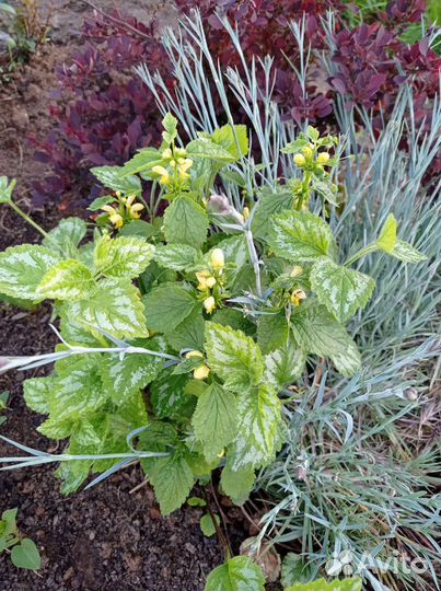 Почвопокровные растения