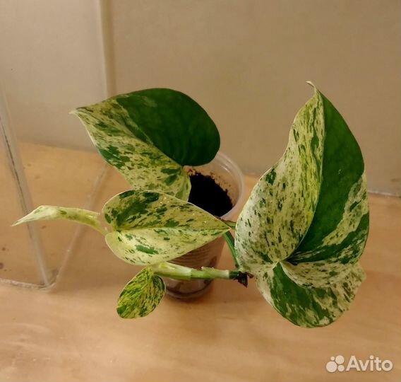 Сциндапсусы и сингониумы