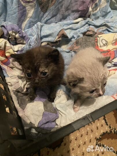 Отдам котят