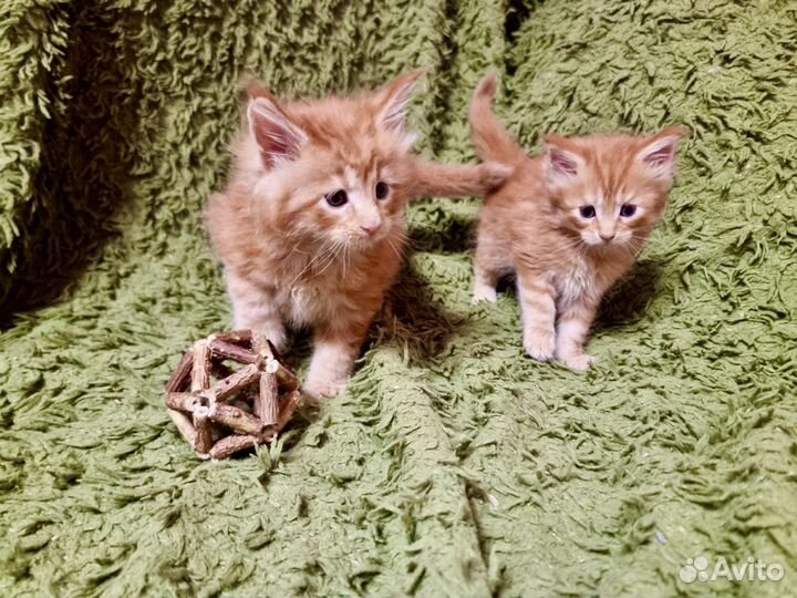 Котята мейн-кун