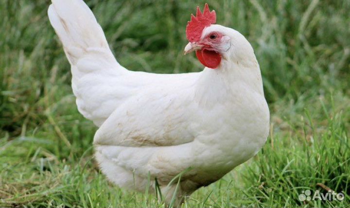 Куры несушки