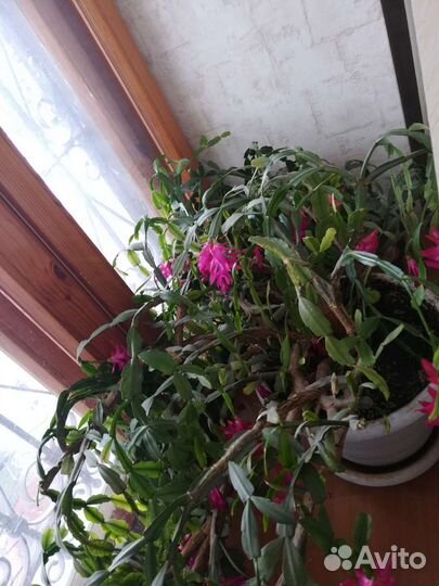 Цветок декабрист