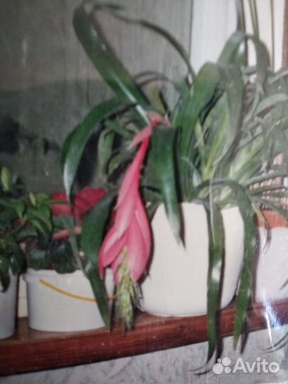 Бразильская экзотика- бильбергия