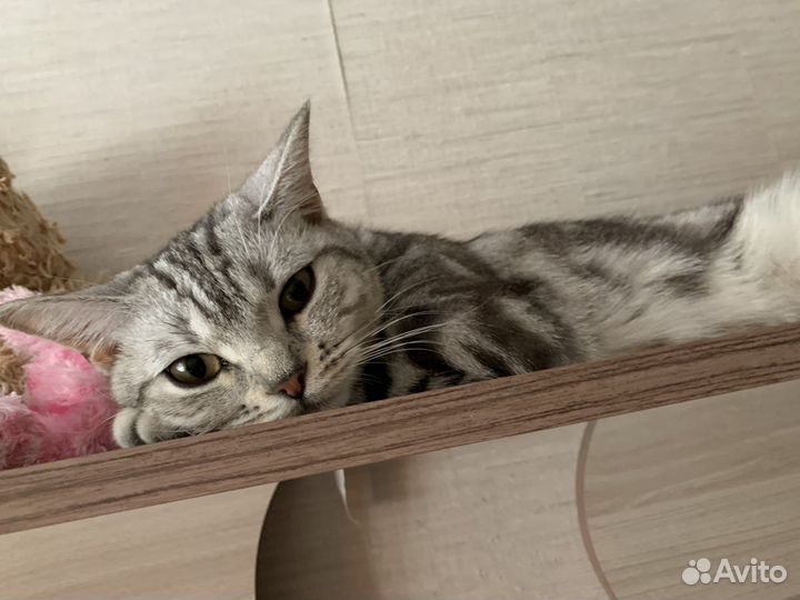 Кошка в добрые руки