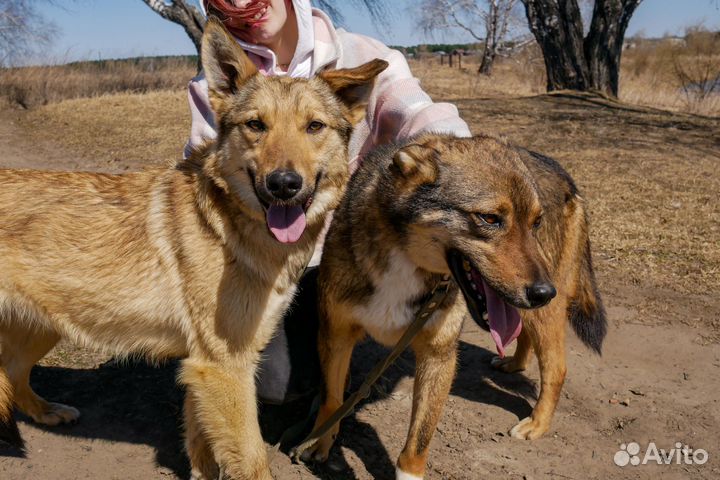 Братик с сестричкой ищут дом