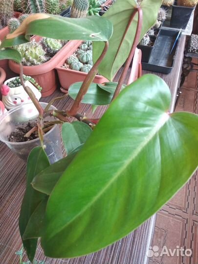 Комнатные растения