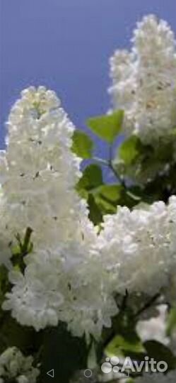 Сирень белая