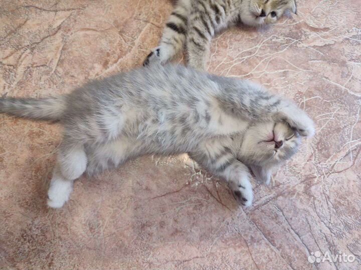 Британская кошка