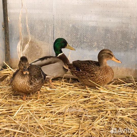 Утки подсадные для охоты