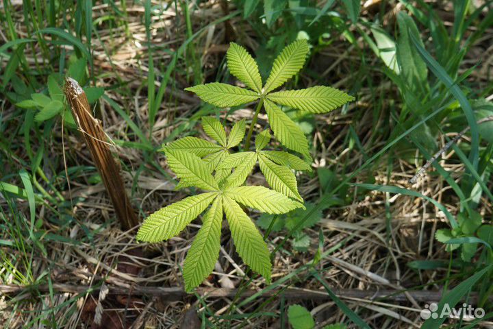 Саженцы каштана