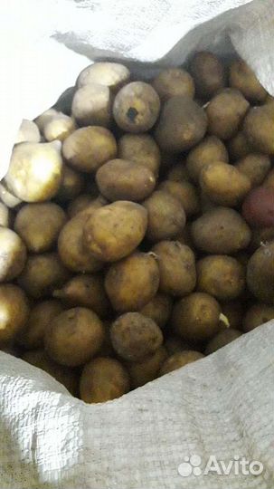 Семенной картофель гала