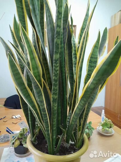 Сансевиерия