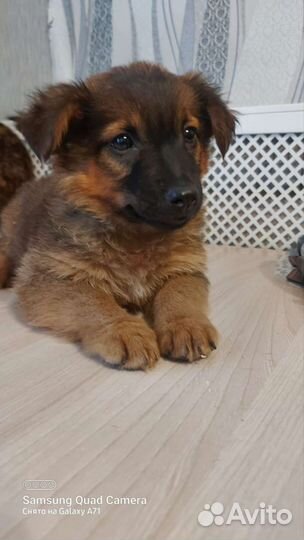 Собака в добрые руки отдам бесплатно