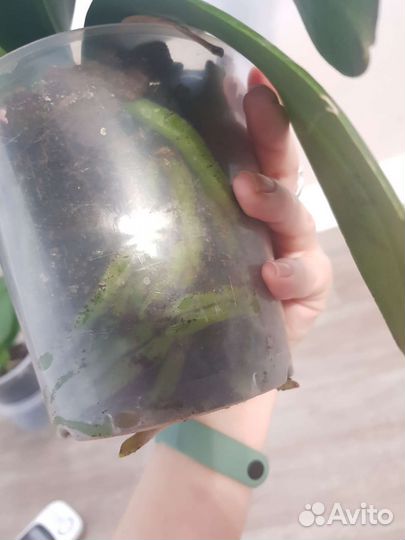 Орхидея фаленопсис