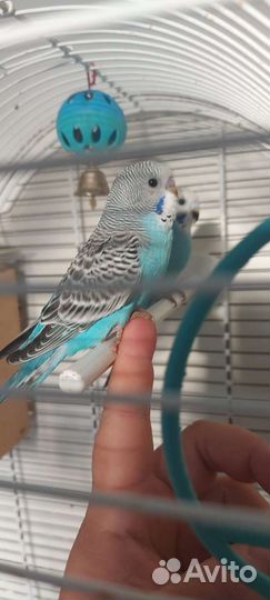 Птенцы волнистого попугая