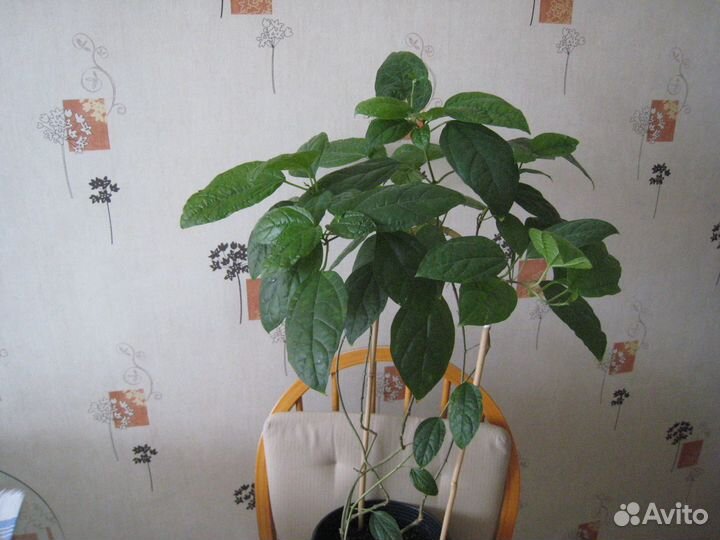 Клepoдeндрум Toмпcaнa