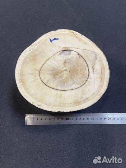 Бивень мамонта