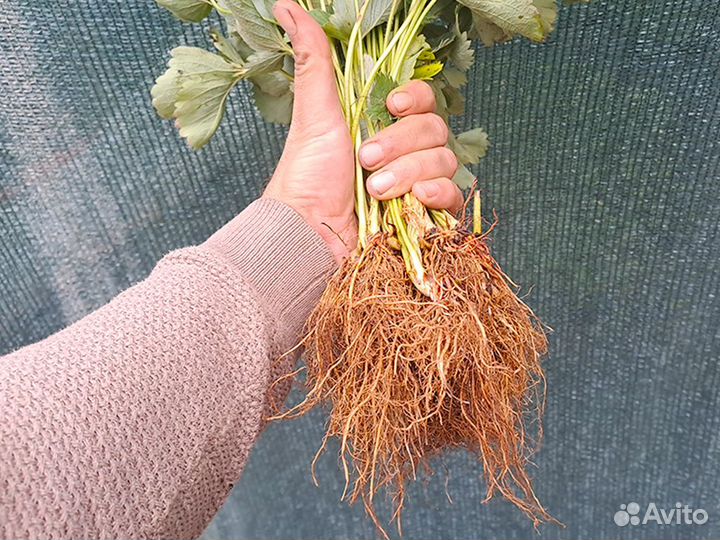 Рассада клубники. Крупная ягода