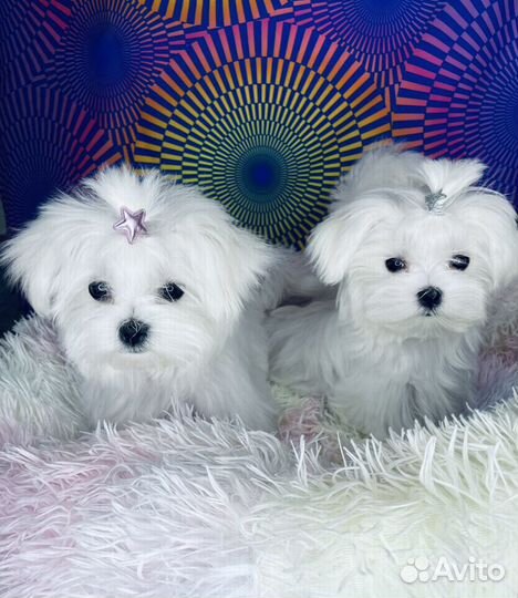 Мальтийская болонка мини