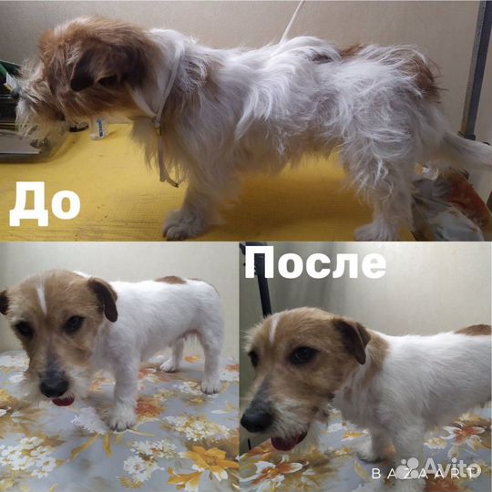 Грумер стрижка собак