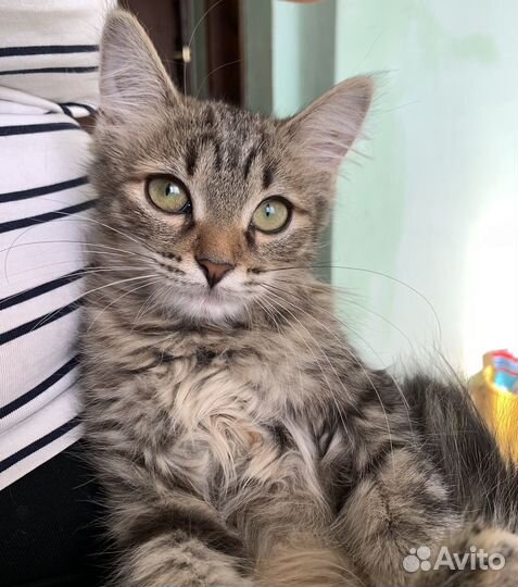 Котенок