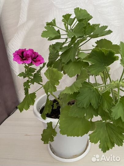 Королевская пеларгония