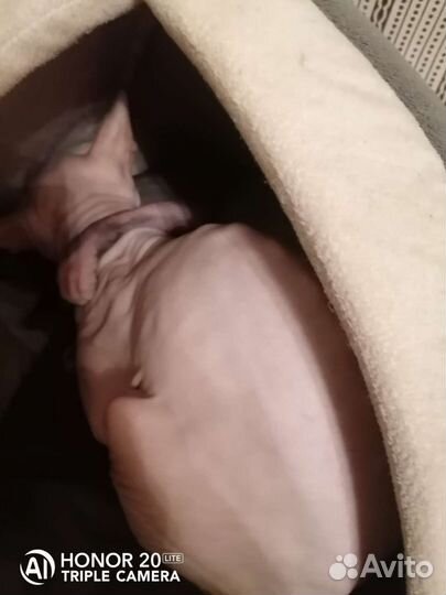 Кот сфинкс на вязку