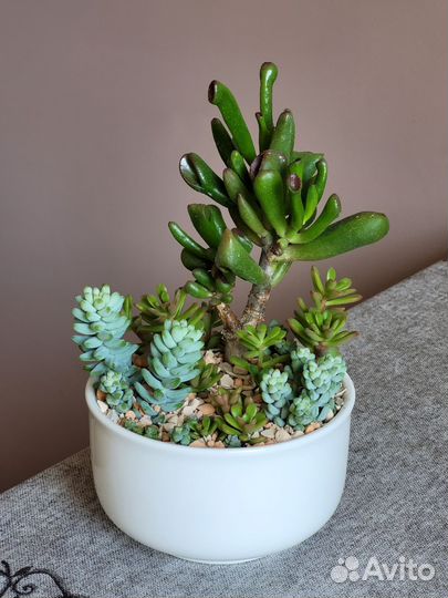 Садик из суккулентов, Sedum dasyphyllum Minor