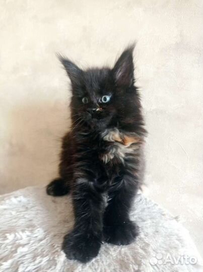 Котята мейн-кун с документами