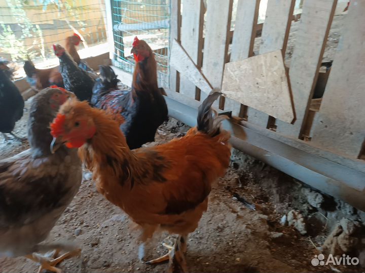 Петух брама