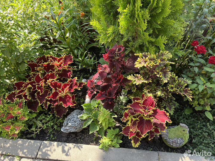 Коллеусы, каллизии, аптении