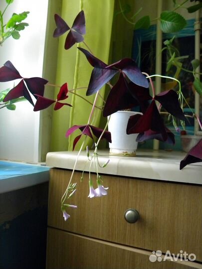 Оксалис (Кислица)