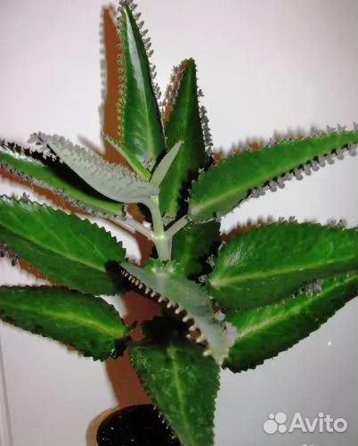 Каланхое Дегремона (Чихалочка)