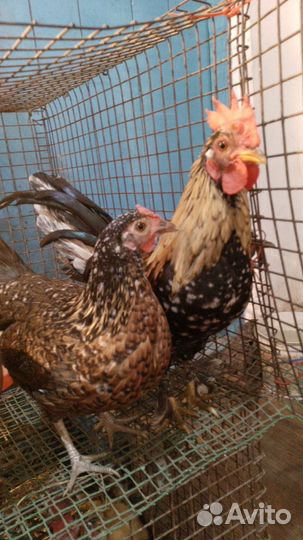 Петухи и курицы корольки