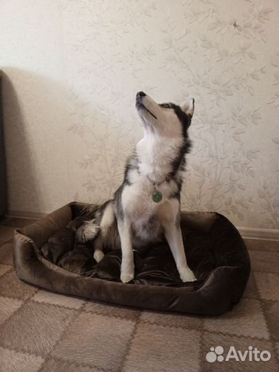 Большая лежанка для собак