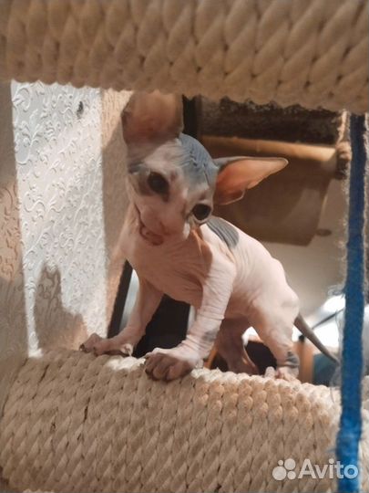 Канадский Сфинкс мальчик