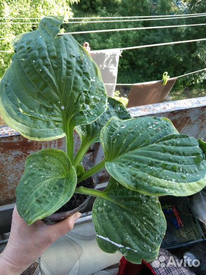 Цветы на улицу