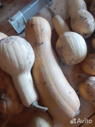 Тыква сортовая