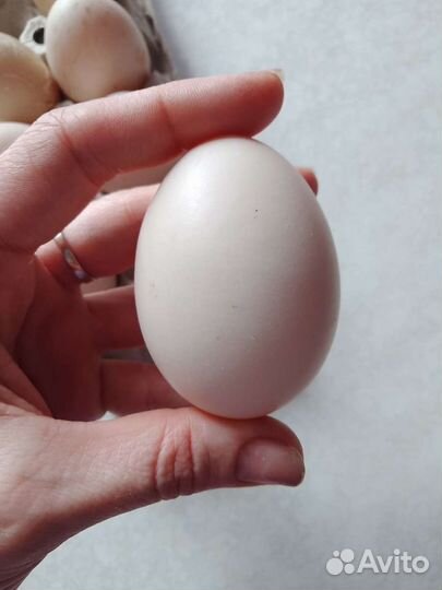 Инкубационные яйца Мускусной индоутки