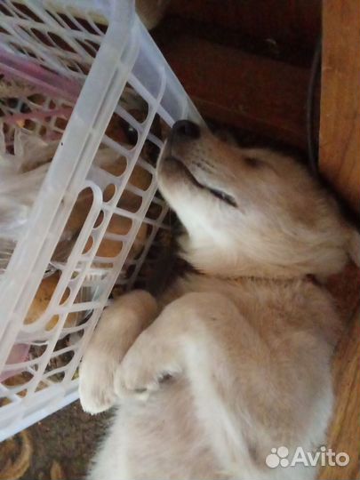 Щенок в добрые руки бесплатно