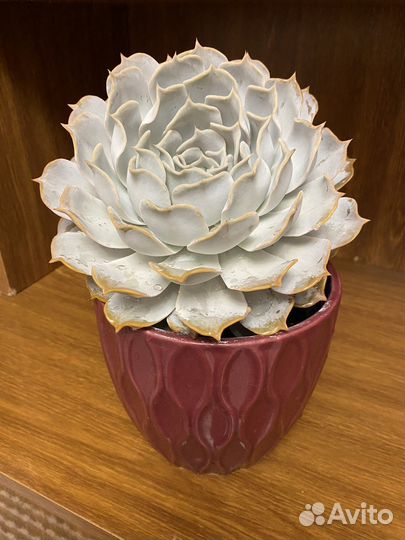 Суккуленты